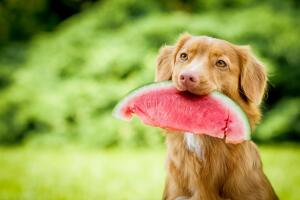 perrito-comiendo-una-rebanada-de-sandia.jpg