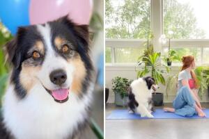 Este perrito practica yoga y sorprende a todo internet 
