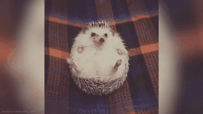 gifit_1473958715730.gif