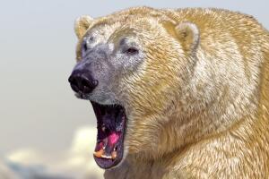 oso-polar-gigante-enojo.jpg