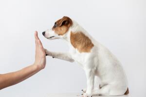 Perro saludando a un humano