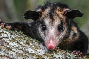 Tlacuache, también conocido como zarigüeya o zorro del monte.