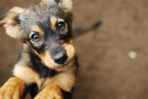 Perrito
