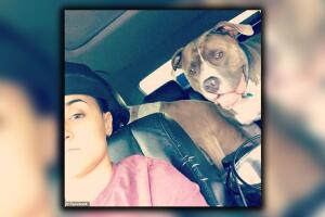 ataque de perro 8.jpg