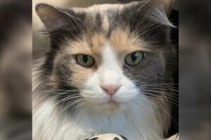 MASCOTAS-DALLAS/ARAYA-GATO.jpg