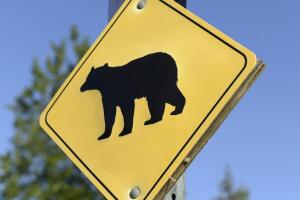 prevenir ataques oso.jpeg