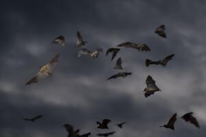 Annual Bat Migration