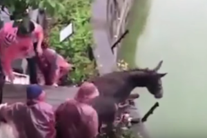 burro_siendo_lanzado_al_agua.png
