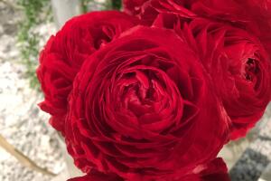 UNA DOCENA DE FLORES PARA MAMA /IMG_1592.JPG