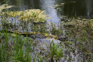 Brazos Bend, un parque que reune las especies más salvajes de Texas