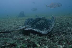 In the heart of the Indian Ocean atolls. Aboard a scientific expedition 7_102025-2x.jpg