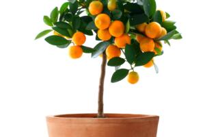 citrus_sunquat.jpg