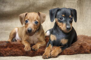 comprar-pinscher-2.jpg