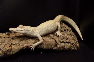 Cocodrilo albino 