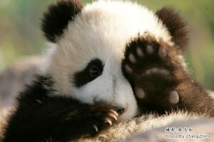 panda12.jpg