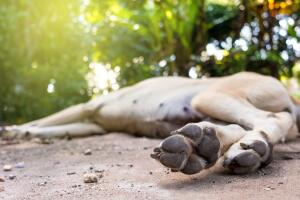 thai light brown dog sleep on the floor