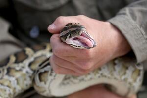 Biologists Track Northern African Pythons In Florida's Everglades
