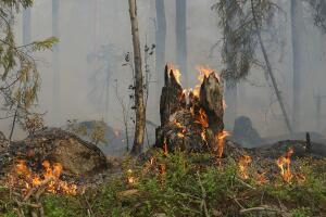 forest Fire