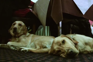 claire-johnson-and-mark-gaffey_2.png