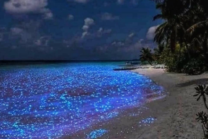 Mejores playas de Puerto Rico - Bahia Bioluminiscente