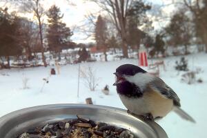 Chickadee3.jpg