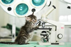 Gato mirando por un microscopio