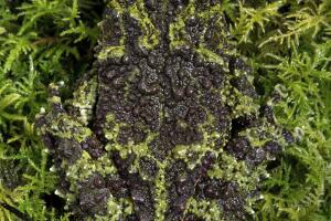 Vietnamese Mossy Frog (Theloderma Corticale)