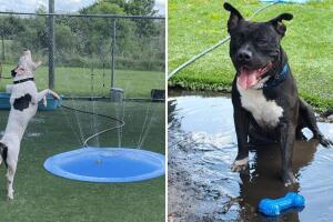 El centro también acepta hielo como donación para ayudar a mantener frescos a los 285 perros en espera de adopción.