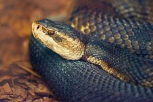 Serpientes Texas 2026