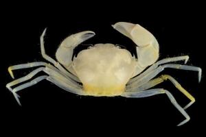 nueva-especie-cangrejo.jpg