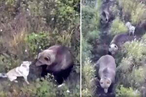 Perro se hace viral al conovivr con 3 osos