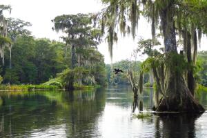 Wildlife of Wakulla Springs, Florida