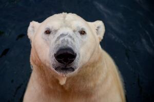 GERMANY-ANIMALS-ZOO-POLAR BEAR