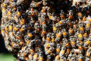 Bees with honeycomb on tree branch