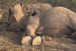 Bebé elefante mamá muerta.jpg
