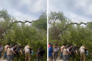 árbol-rama-zoológico-San-Antonio