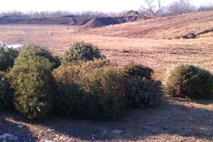 reciclaje árbol de navidad luces navideñas ubicaciones san antonio texas