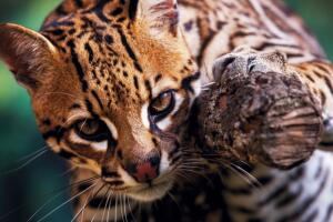 Ocelote