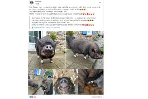 Mujer francesa se vuelve viral al dejar su trabajo para dedicarse al pedicure para cerdos