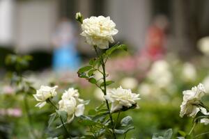 Rose Garden