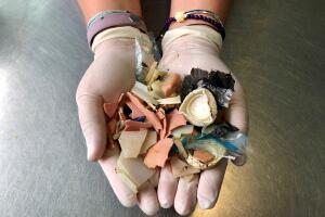 Tortuga/Tortuga plástico.jpg