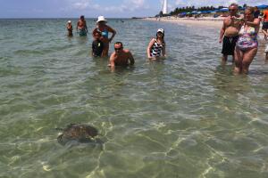 Regresan a su hábitat cinco tortugas de mar rescatadas en playas del sur de Florida