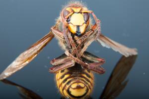 avispon-asiatico-gigante-amenaza.jpg