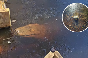 Congelados, pero no muertos: a qué se debe que los caimanes no mueran dentro de lagos helados