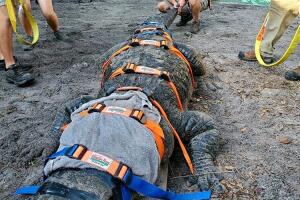 cocodrilo/coco 4.jpeg