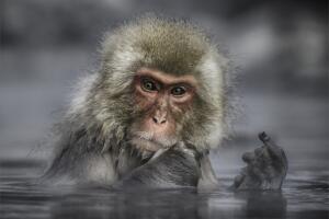 2017 Comedy Wildlife Photography Awards - Final 40