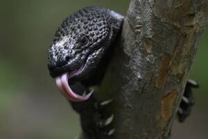 monstruo de gila.jpg