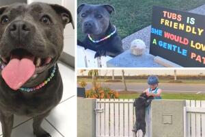 perro_letrero_collage.jpg