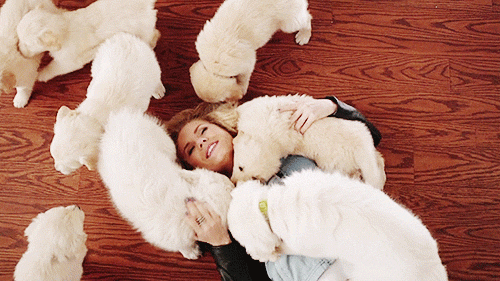 razas-de-perros-segun-personalidad-7.gif