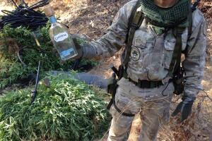 Plantíos de marihuana en Los Ángeles